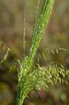 Zizania aquatica L. var. aquatica