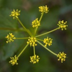 Zizia aptera (Gray) Fern.
