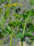 Zizia aurea (L.) W.D.J. Koch