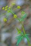 Zizia trifoliata (Michx.) Fern.