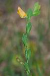 Zornia bracteata J.F. Gmel.