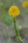 Zornia bracteata J.F. Gmel.