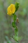 Zornia bracteata J.F. Gmel.