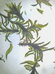 Zygodon viridissimus (Dickson) Brid. var. rupestris Lindb.