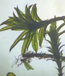 Zygodon viridissimus (Dickson) Brid. var. rupestris Lindb.