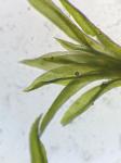 Zygodon viridissimus (Dickson) Brid. var. rupestris Lindb.