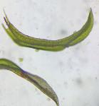 Zygodon viridissimus (Dickson) Brid. var. rupestris Lindb.