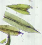 Zygodon viridissimus (Dickson) Brid. var. rupestris Lindb.