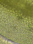 Zygodon viridissimus (Dickson) Brid. var. rupestris Lindb.
