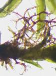 Zygodon viridissimus (Dickson) Brid. var. rupestris Lindb.